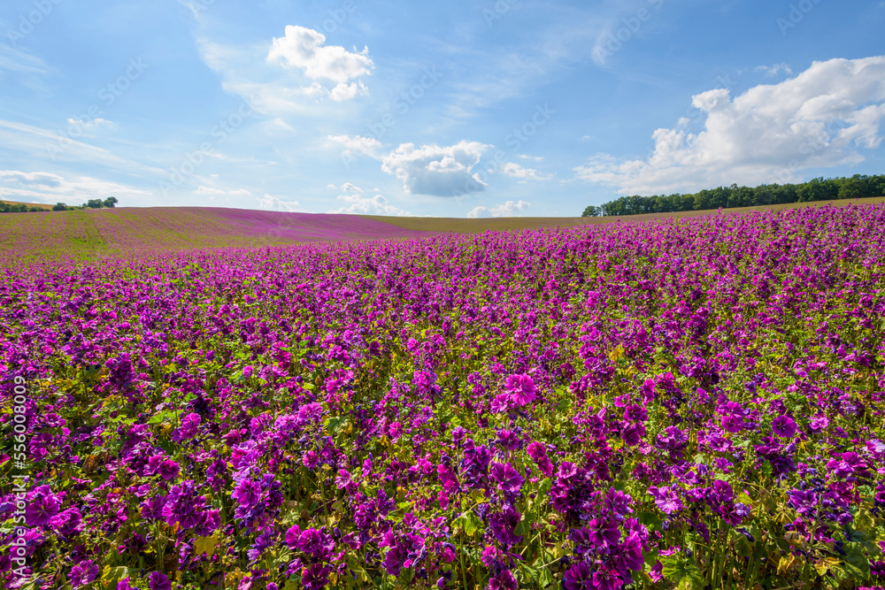 Field of mallow flowers in summer at Arnstein in Bavaria, Germany Field of mallow flowers in summer at Arnstein in Bavaria, Germany