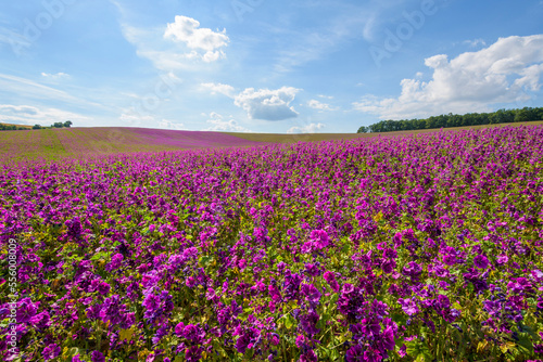 Wallpaper Mural Field of mallow flowers in summer at Arnstein in Bavaria, Germany Torontodigital.ca