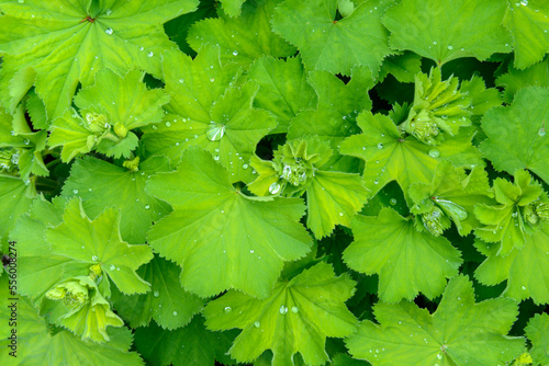 Close-up of fresh green leaves with water drops in springtime on the Isle of Skye in Scotland, United Kingdom photo