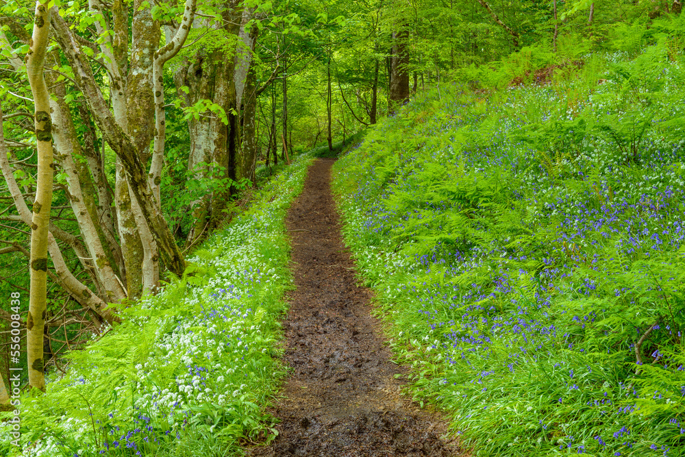 Pathway through spring forest with bear's garlic and bluebells near Armadale on the Isle of Skye in Scotland, United Kingdom Pathway through spring forest with bear's garlic and bluebells near Armadale on the Isle of Skye in Scotland, United Kingdom