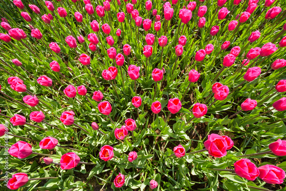 Bright pink tulips in spring at the Keukenhof Gardens in Lisse, South Holland in the Netherlands Bright pink tulips in spring at the Keukenhof Gardens in Lisse, South Holland in the Netherlands