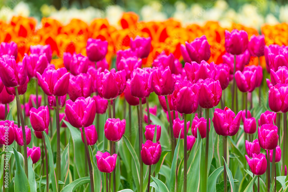 Colorful tulips in spring at the Keukenhof Gardens in Lisse, South Holland at the Netherlands Colorful tulips in spring at the Keukenhof Gardens in Lisse, South Holland at the Netherlands