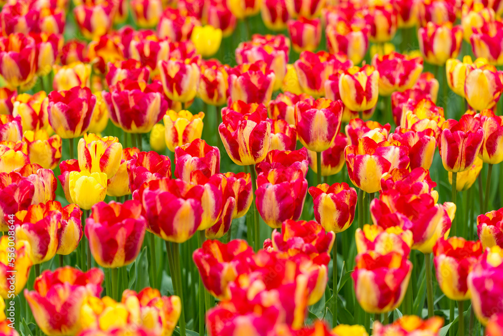 Red and yellow variegated tulips in spring at the Keukenhof Gardens in Lisse, South Holland in the Netherlands Red and yellow variegated tulips in spring at the Keukenhof Gardens in Lisse, South Holland in the Netherlands
