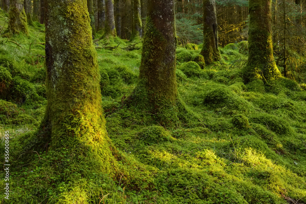 Strong mossy tree trunks and forest floor in a conifer forest at Loch Awe in Argyll and Bute in Scotland