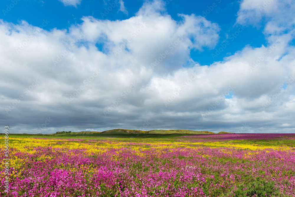 Scenic of field with blooming pink flowers and canola with dramatic clouds in sky at Bamburgh in Northumberland, England, United Kingdom Scenic of field with blooming pink flowers and canola with dramatic clouds in sky at Bamburgh in Northumberland, England, United Kingdom