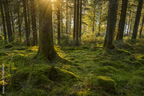 Moss covered ground and tree trunks in a conifer forest at sunset at Loch Awe in Argyll and Bute, Scotland photo