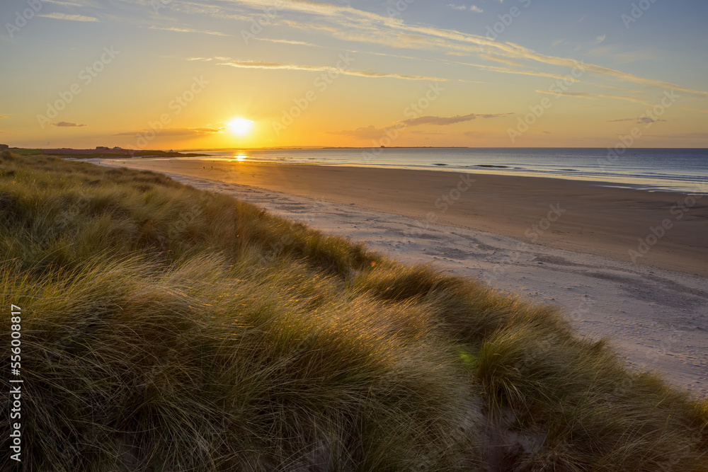 Sun reflecting on the dune grass on the beach at sunrise over the North Sea at Bamburgh in Northumberland, England, United Kingdom Sun reflecting on the dune grass on the beach at sunrise over the North Sea at Bamburgh in Northumberland, England, United Kingdom