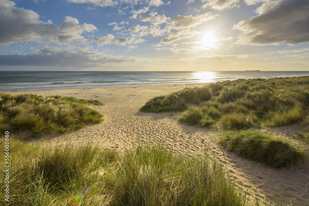 Grassy sand dunes with the sun shining over the beach and the North Sea in the morning at Bamburgh in Northumberland, England, United Kingdom Grassy sand dunes with the sun shining over the beach and the North Sea in the morning at Bamburgh in Northumberland, England, United Kingdom