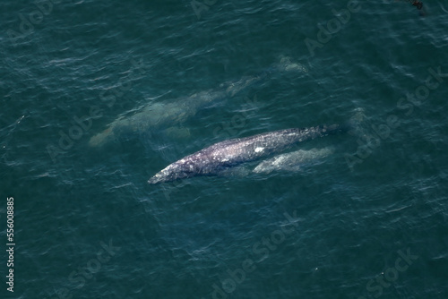 Three by Sea  Pod of Gray Whales (Eschrichtius robustus) skim dark steely waters of California's coast.  Two adults and a calf. They make the journey to and from chilly northern waters twice per year © Travis