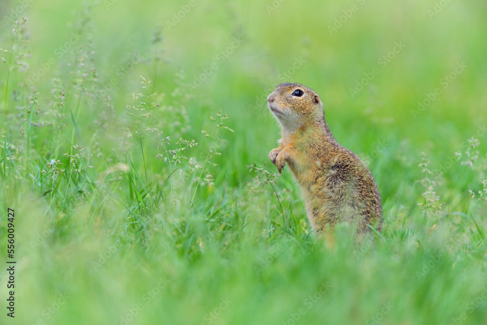 Portrait of European ground squirrel (Spermophilus citellus) standing on hind legs in field in Burgenland, Austria Portrait of European ground squirrel (Spermophilus citellus) standing on hind legs in field in Burgenland, Austria
