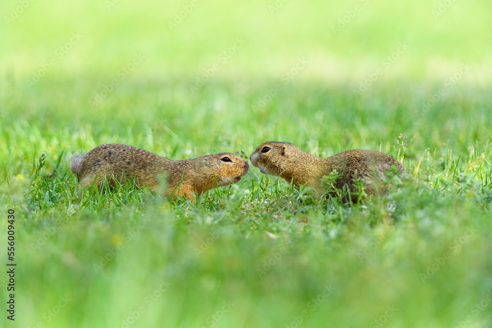 Two, European ground squirrels (Spermophilus citellus) meeting nose to nose in field in Burgenland, Austria Two, European ground squirrels (Spermophilus citellus) meeting nose to nose in field in Burgenland, Austria