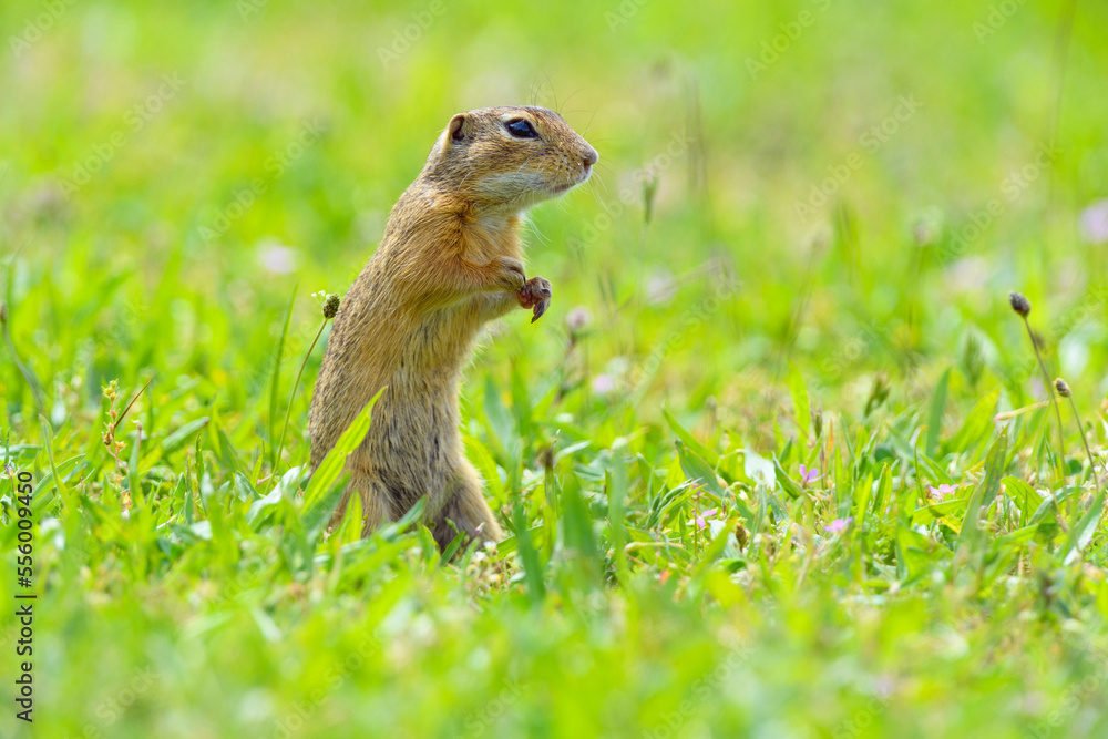 Portrait of European ground squirrel (Spermophilus citellus) standing on hind legs in field in Burgenland, Austria Portrait of European ground squirrel (Spermophilus citellus) standing on hind legs in field in Burgenland, Austria