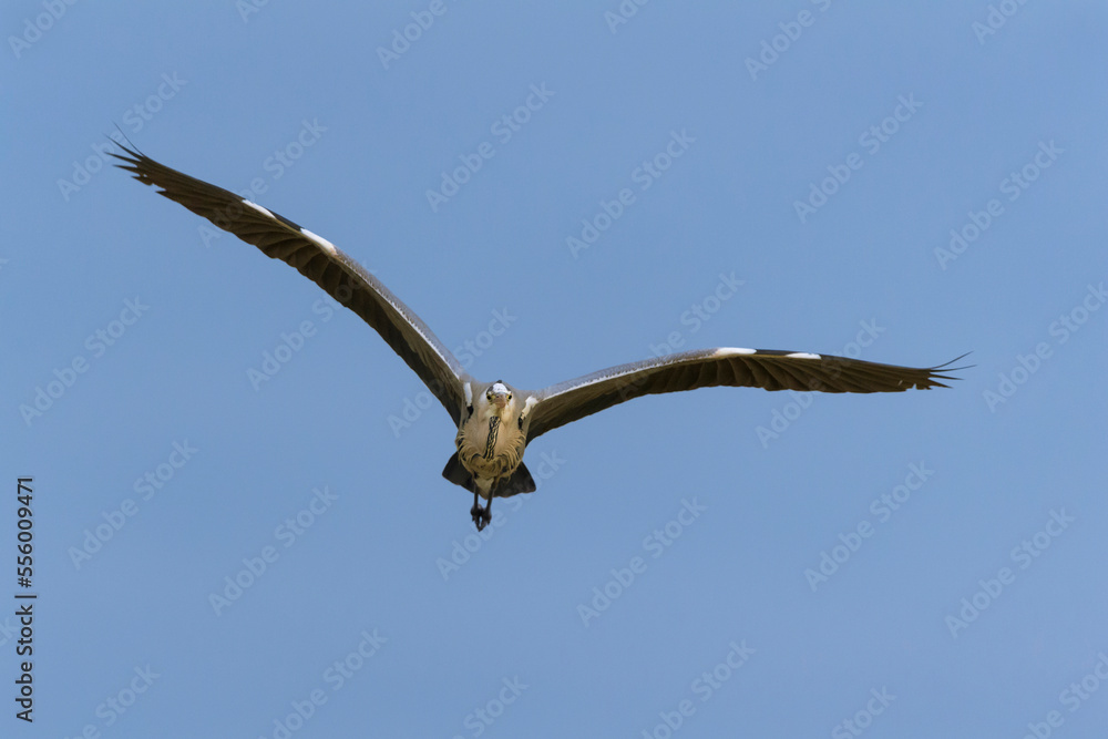 Front view of a grey heron (Ardea cinerea) in flight against a blue sky at Lake Neusiedl in Burgenland, Austria