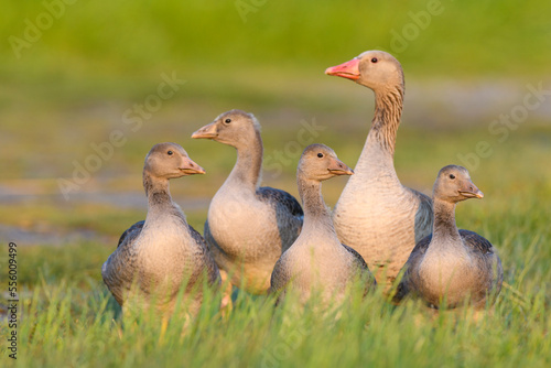 Female greylag goose (Anser anser) with her young offspring standing in a grassy field at Lake Neusiedl in Burgenland, Austria