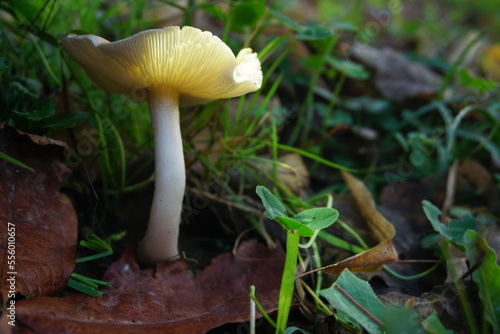 Magical glowing mushroom blooming in Autumn