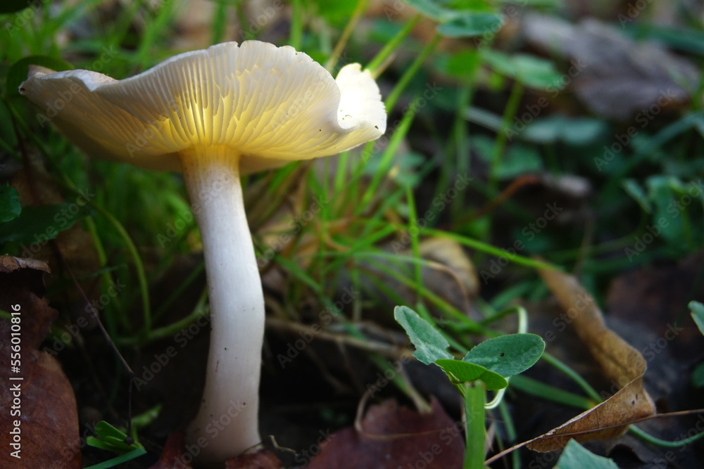 Magical glowing mushroom blooming in Autumn Magical glowing mushroom blooming in Autumn