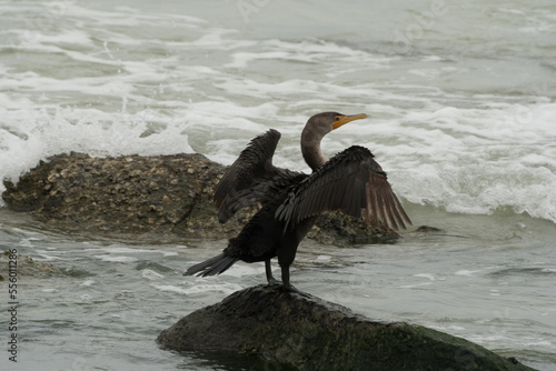 Double-Crest Cormorant drying wings at rocks near Indian Rocks Beach