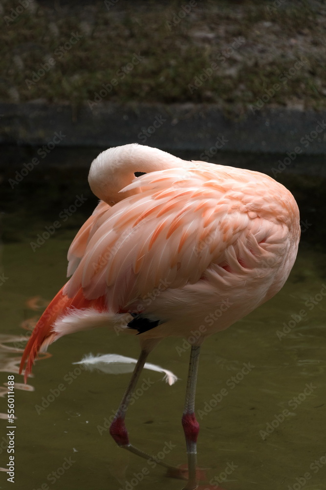 Fototapeta premium Pink flamingo in a garden in St Petersburg - 1