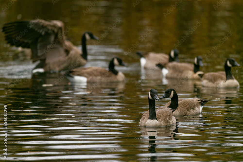 A group Canada Geese at a pond in Puyallup, Washington. A group Canada Geese at a pond in Puyallup, Washington.
