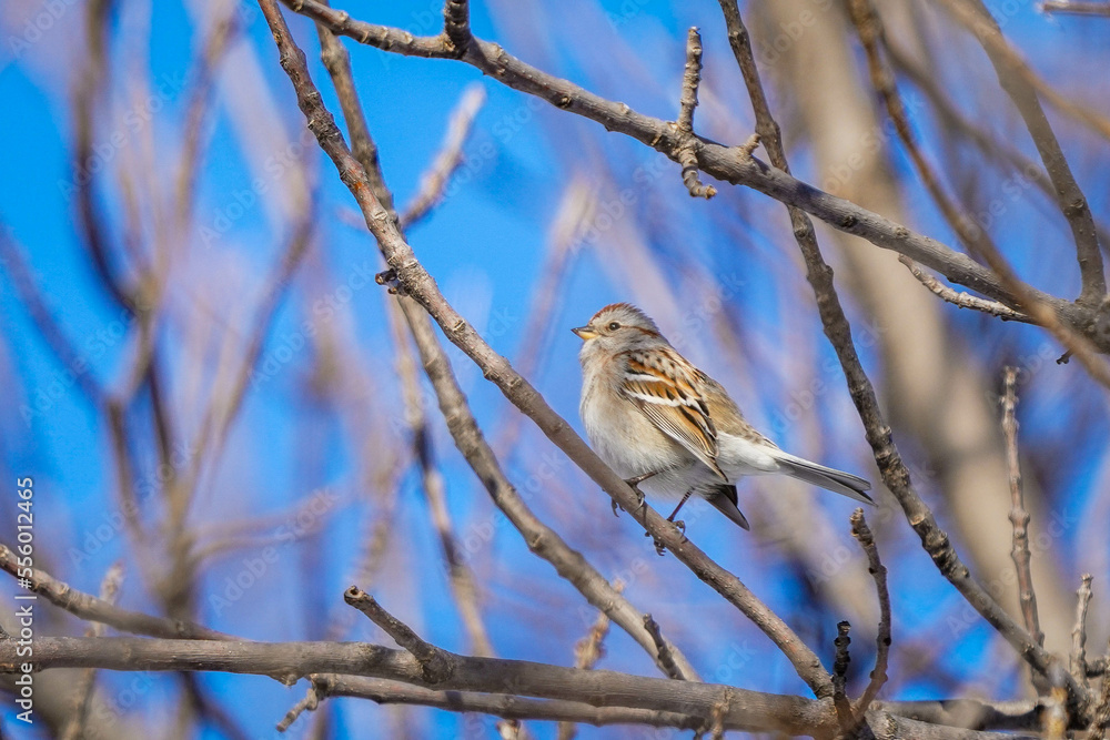 sparrow on a branch sparrow on a branch