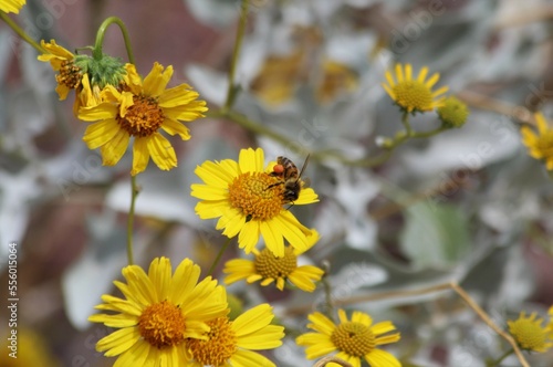 Closeup of Honeybee (Apis sp.) on Encelia flower photo