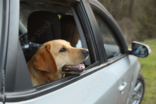 Adorable dog looking out of car window. Traveling with pet