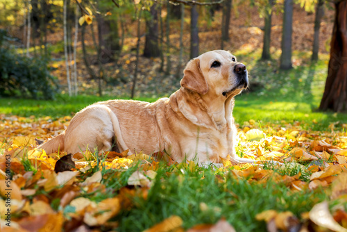 Cute Labrador Retriever dog on fallen leaves in sunny autumn park