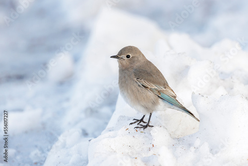 Female Mountain Bluebird