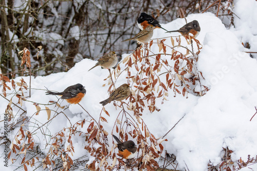 spotted towhee and sparrow photo