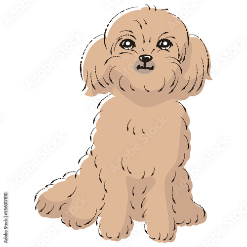 ペキプーのイラスト（ペキニーズとトイプードルのミックス犬）