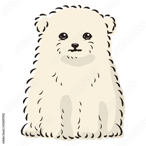 マルポメのイラスト（マルチーズとポメラニアンのミックス犬）