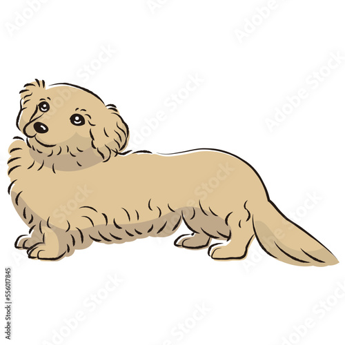 ダップーのイラスト（ダックスフントとトイプードルのミックス犬）