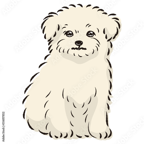 チワマルのイラスト（チワワとマルチーズのミックス犬）