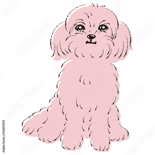 ペキプーのイラスト（ペキニーズとトイプードルのミックス犬）