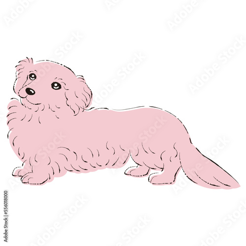 ダップーのイラスト（ダックスフントとトイプードルのミックス犬）