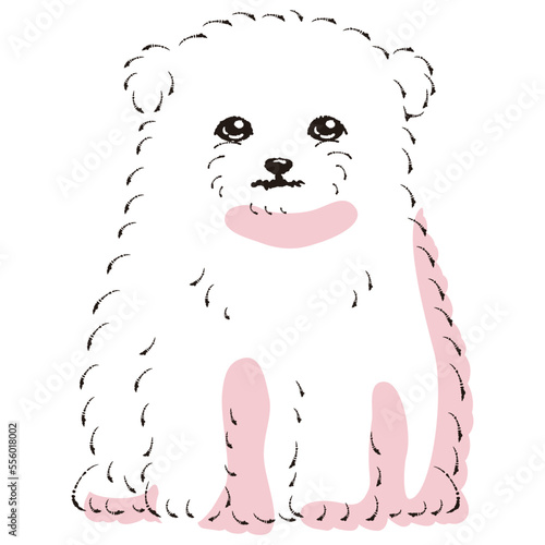 マルポメのイラスト（マルチーズとポメラニアンのミックス犬）