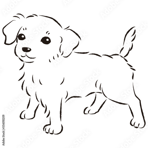チワックスのイラスト（チワワとダックスフントのミックス犬）