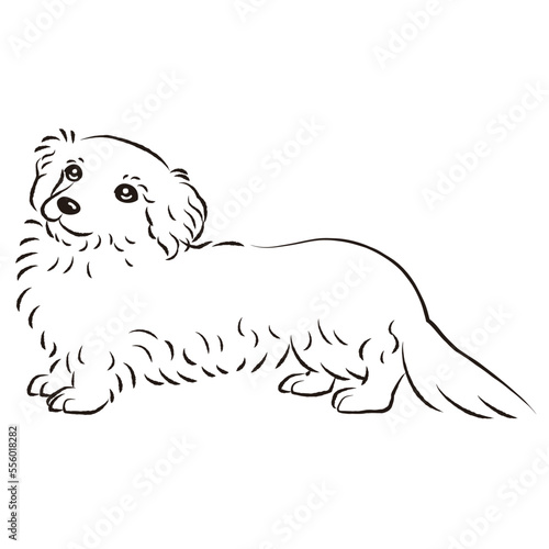 ダップーのイラスト（ダックスフントとトイプードルのミックス犬）