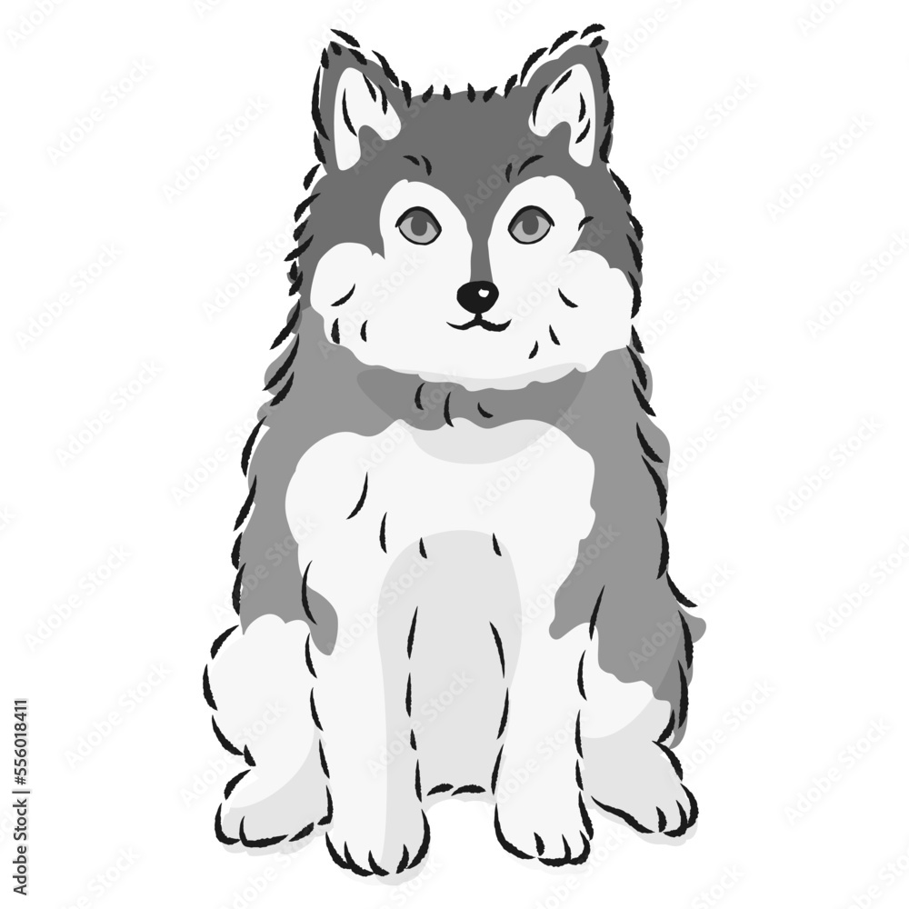 Fototapeta premium ポンスキーのイラスト（ポメラニアンとシベリアンハスキーのミックス犬）