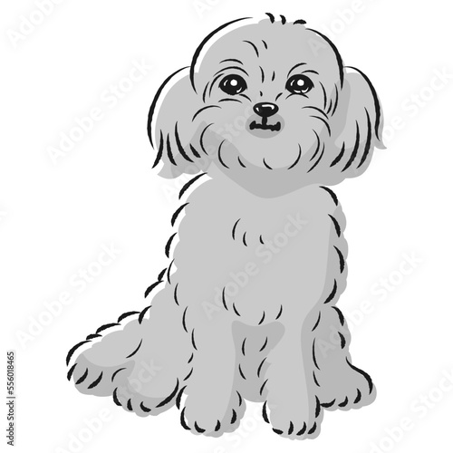 ペキプーのイラスト（ペキニーズとトイプードルのミックス犬）
