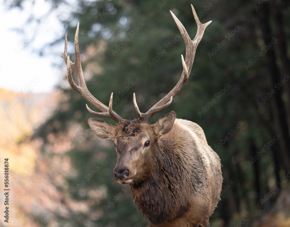 Close up if a male stag called an elk with a beautiful set of antlers