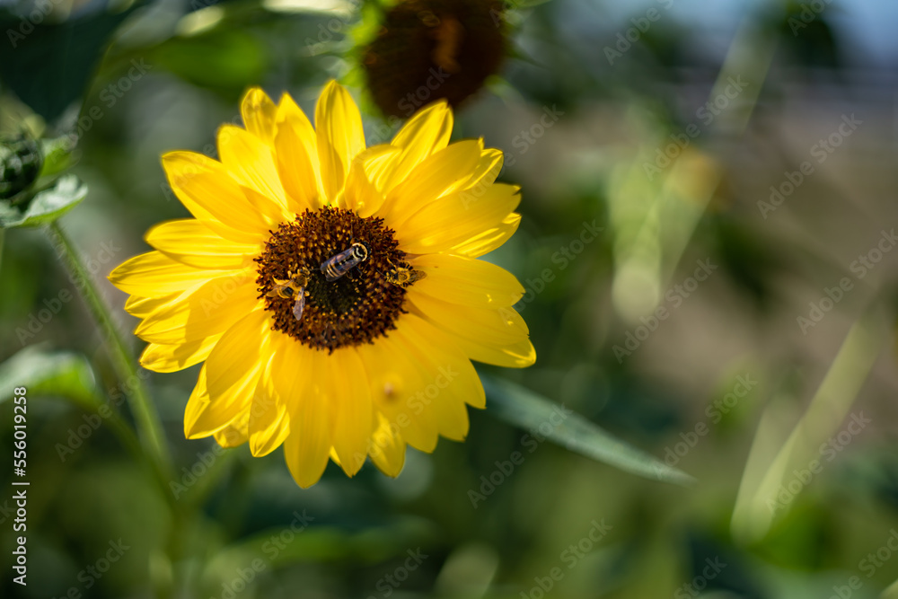 Bees collecting pollen from a sunflower blossom Bees collecting pollen from a sunflower blossom