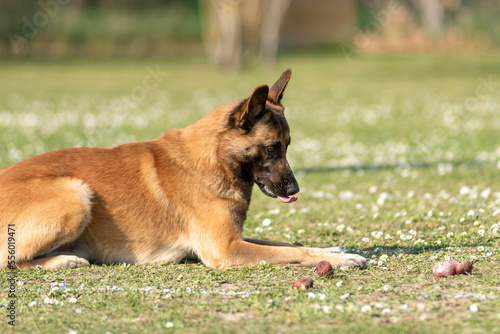 berger belge malinois en  ring