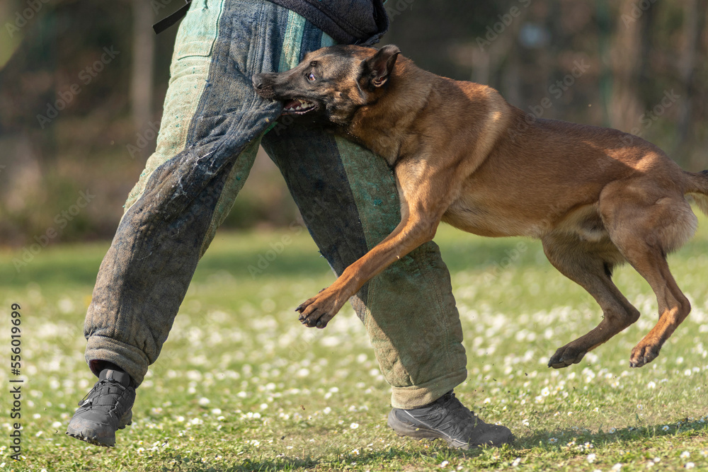 berger belge malinois en  ring