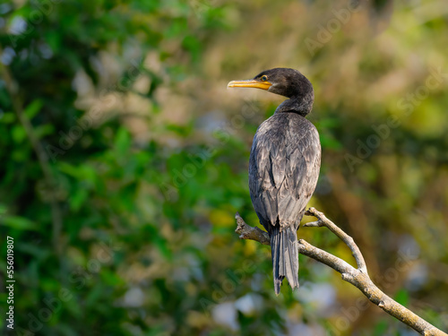 Neotropic cormorant sitting on a log