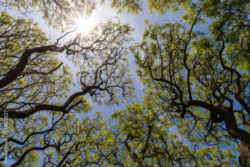 Urban tree canopy in community park photo