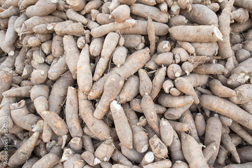 Cassava, also called manioc, yuca, balinghoy, mogo, mandioca, kamoteng kahoy, tapioca and manioc root, a woody shrub of the Euphorbiaceae family native to South America.