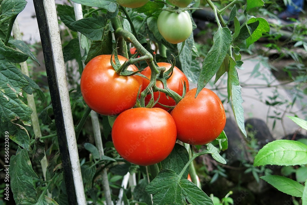 Growth ripe tomatoes at garden