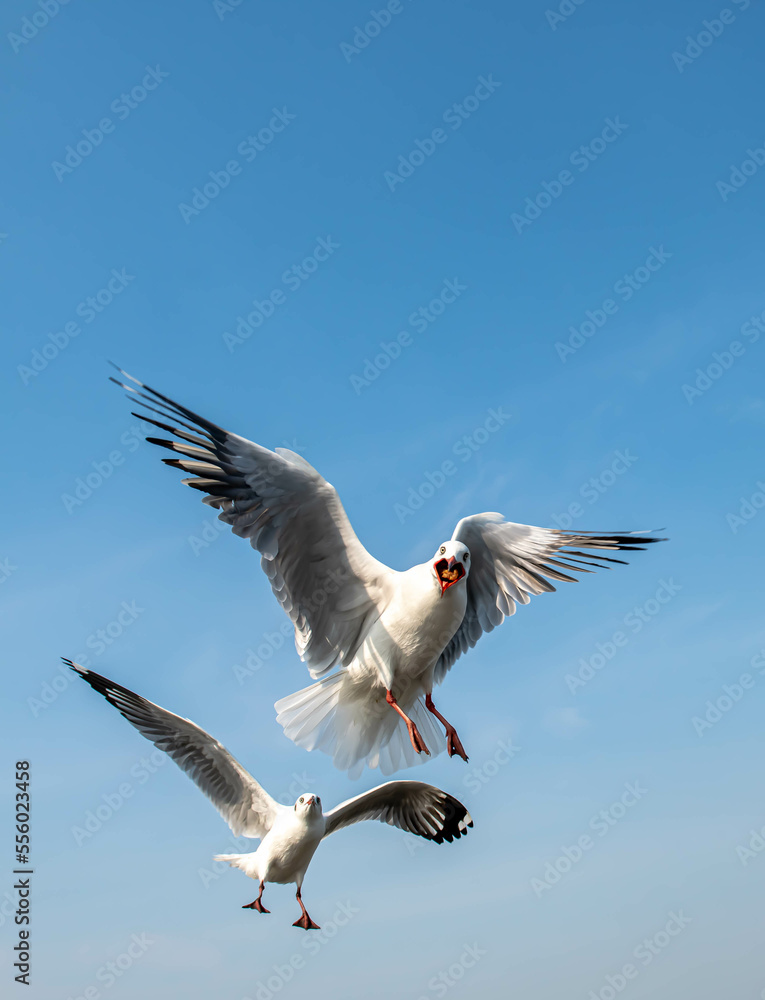 Fototapeta premium Seagulls flying in the blue sky, chasing after food to eat at Bangpu, Thailand.