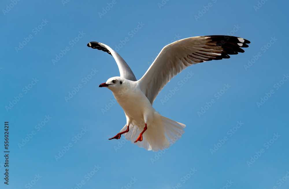 Seagulls flying in the blue sky, chasing after food to eat at Bangpu, Thailand. Seagulls flying in the blue sky, chasing after food to eat at Bangpu, Thailand.